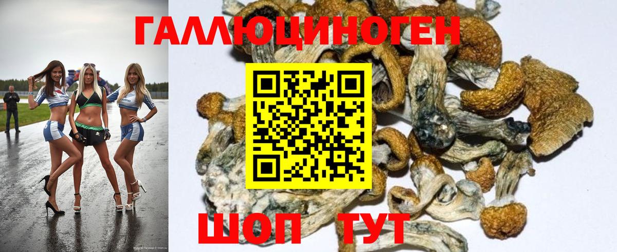 Галлюциногенные грибы Psilocybe Бузулук